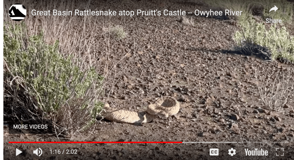 Oregon Rattlesnakes and  Encounters in River&nbsp;Canyons