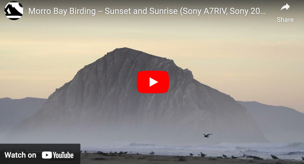 Morro Bay Birding — Sunset and Sunrise (Sony A7RIV, Sony 200-600 5.6-6.3)